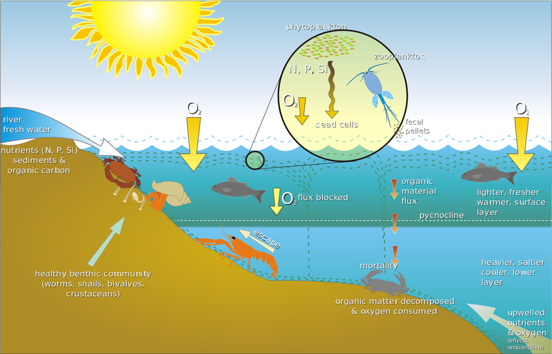 Depleted oxygen levels are the most common cause of fish kills. Wikimedia Commons